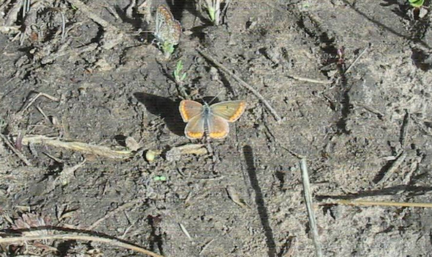 Identificazione farfalla